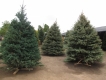 Quality Christmas Trees