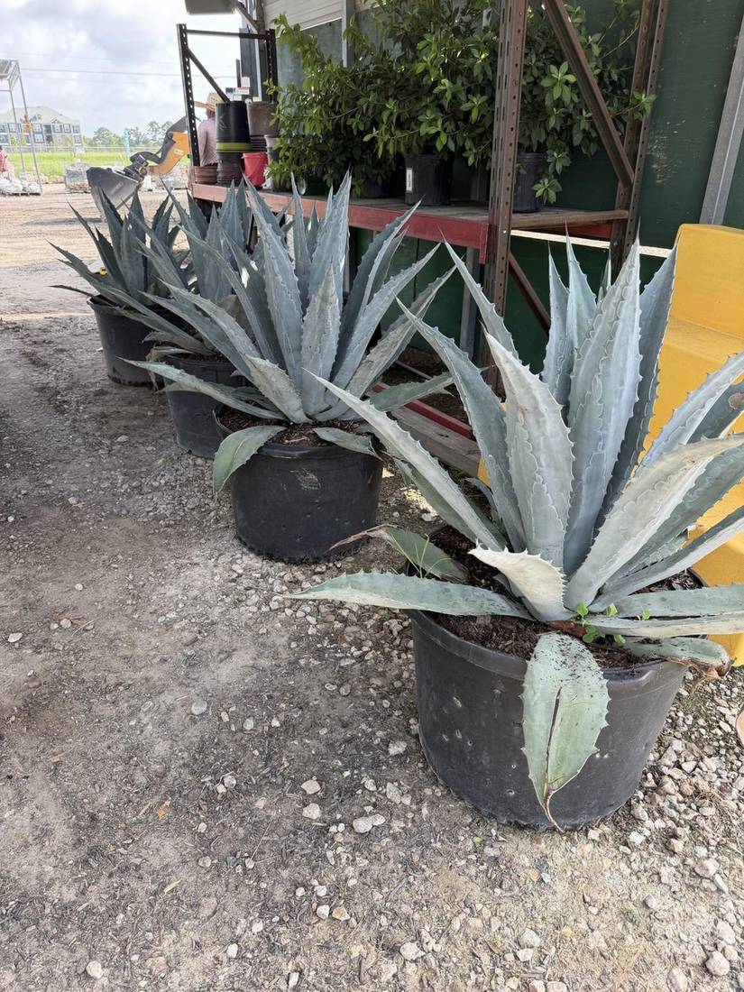 Succulents and Agaves