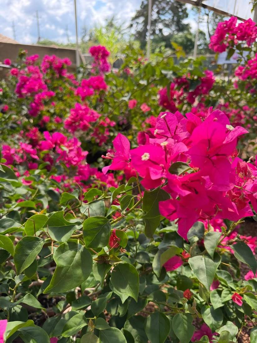 Flowering Vines