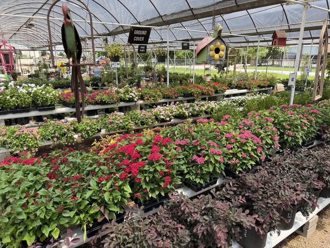 Lush Greenhouse Annuals