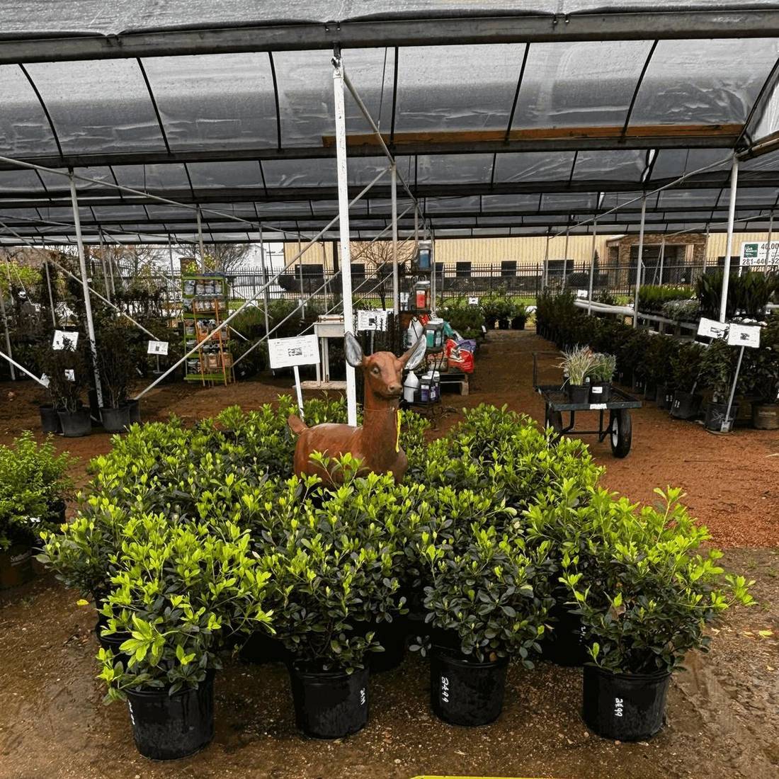 Potted landscape shrubs under the covered greenhouse at J&J Nursery