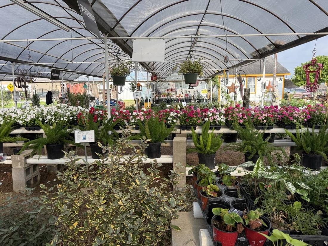 Greenhouse rows of flowering plants at J&J Nursery