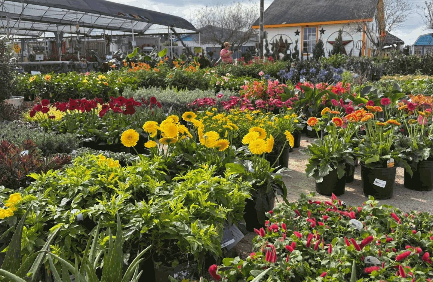 Rows of blooming gerbera daisies, flowers, and shrubs at the J&J Nursery garden center in Spring, TX