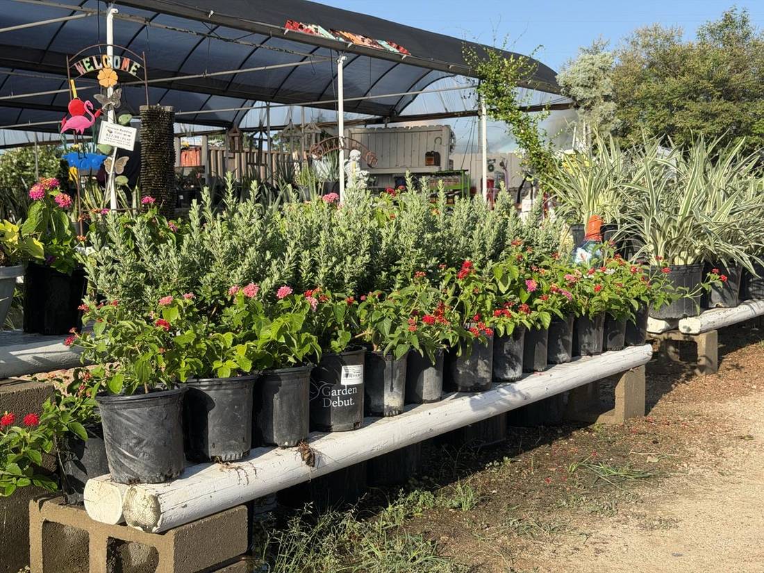 Ground Covers