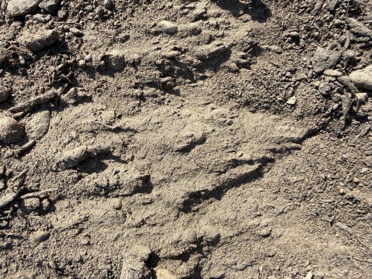 Top Soil