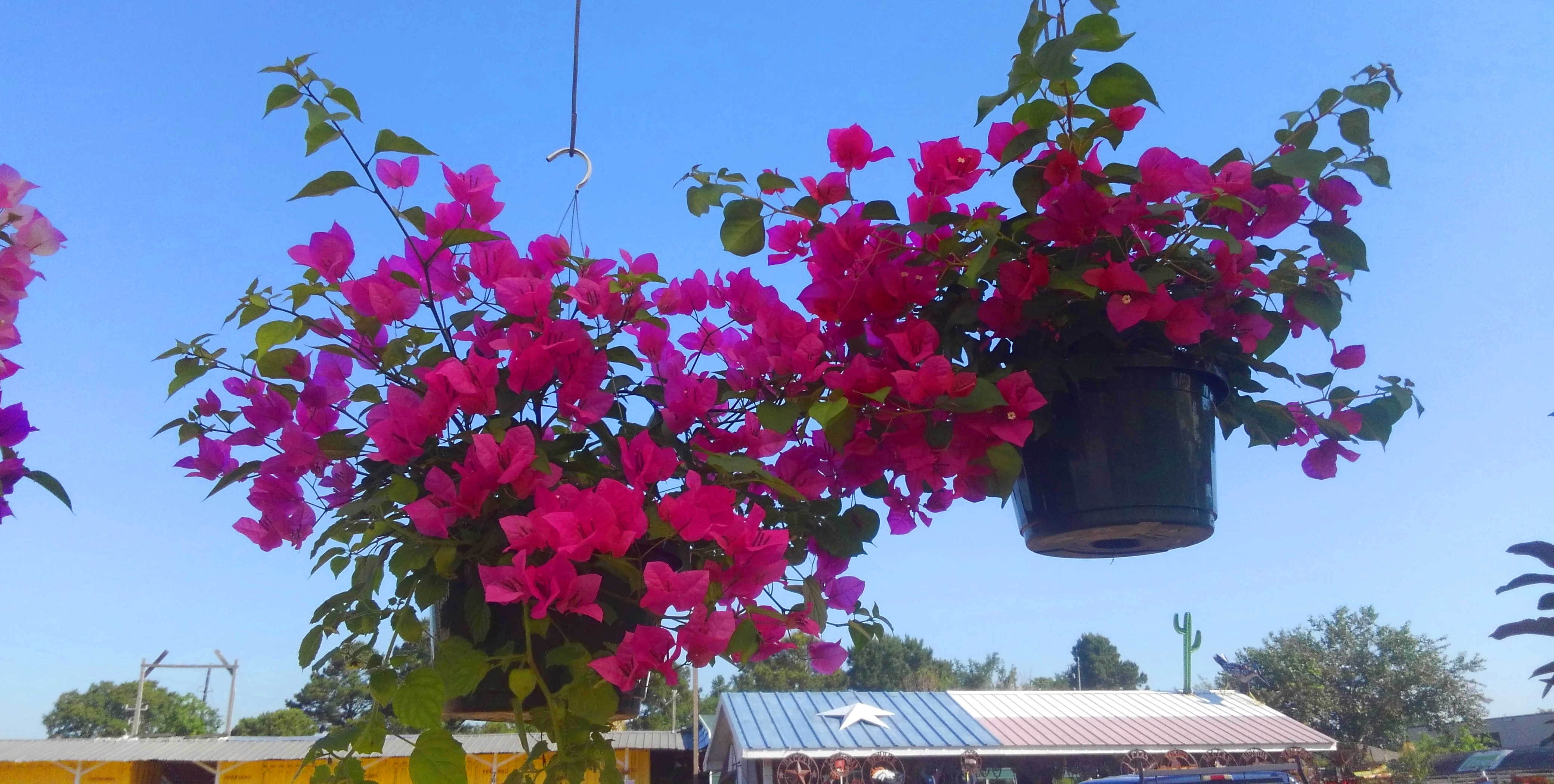 Plants, Vegetables, Herbs and much more at J&J Nursery, Spring, TX.