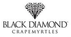 Black diamond crape myrtles at J&J Nursery, Spring, TX