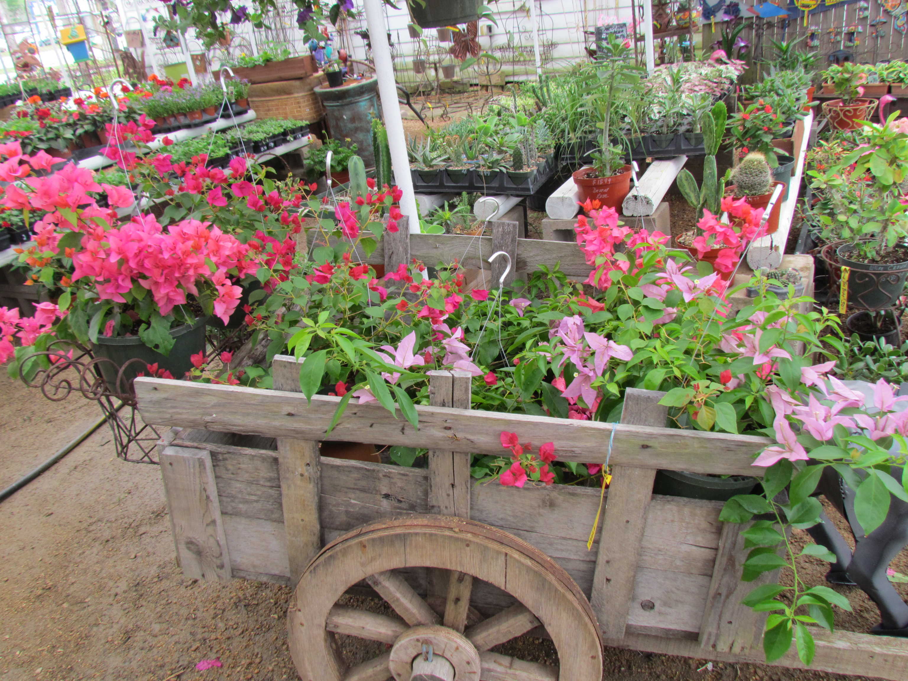 Bougainvillea hanging baskets at J&J Nursery, Spring, TX