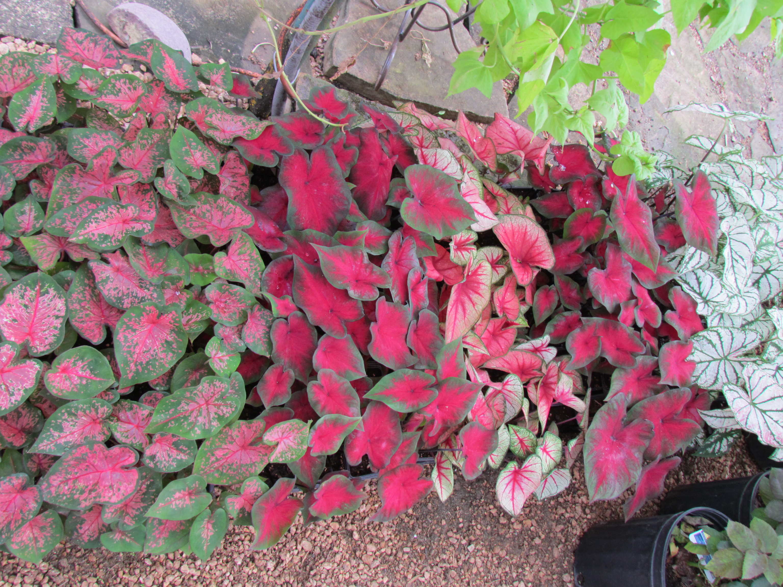 Groundcover like Caladiums and more available J&J Nursery, Spring, TX