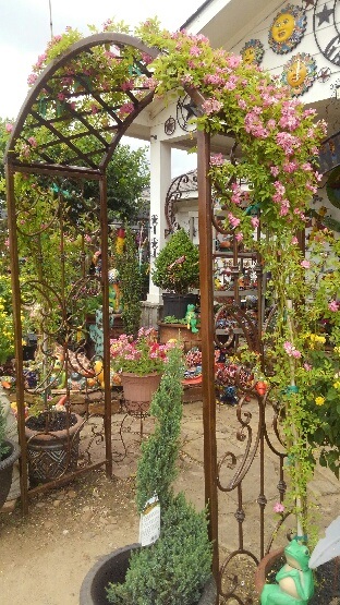Climing roses and more at J&J Nursery, Spring, TX
