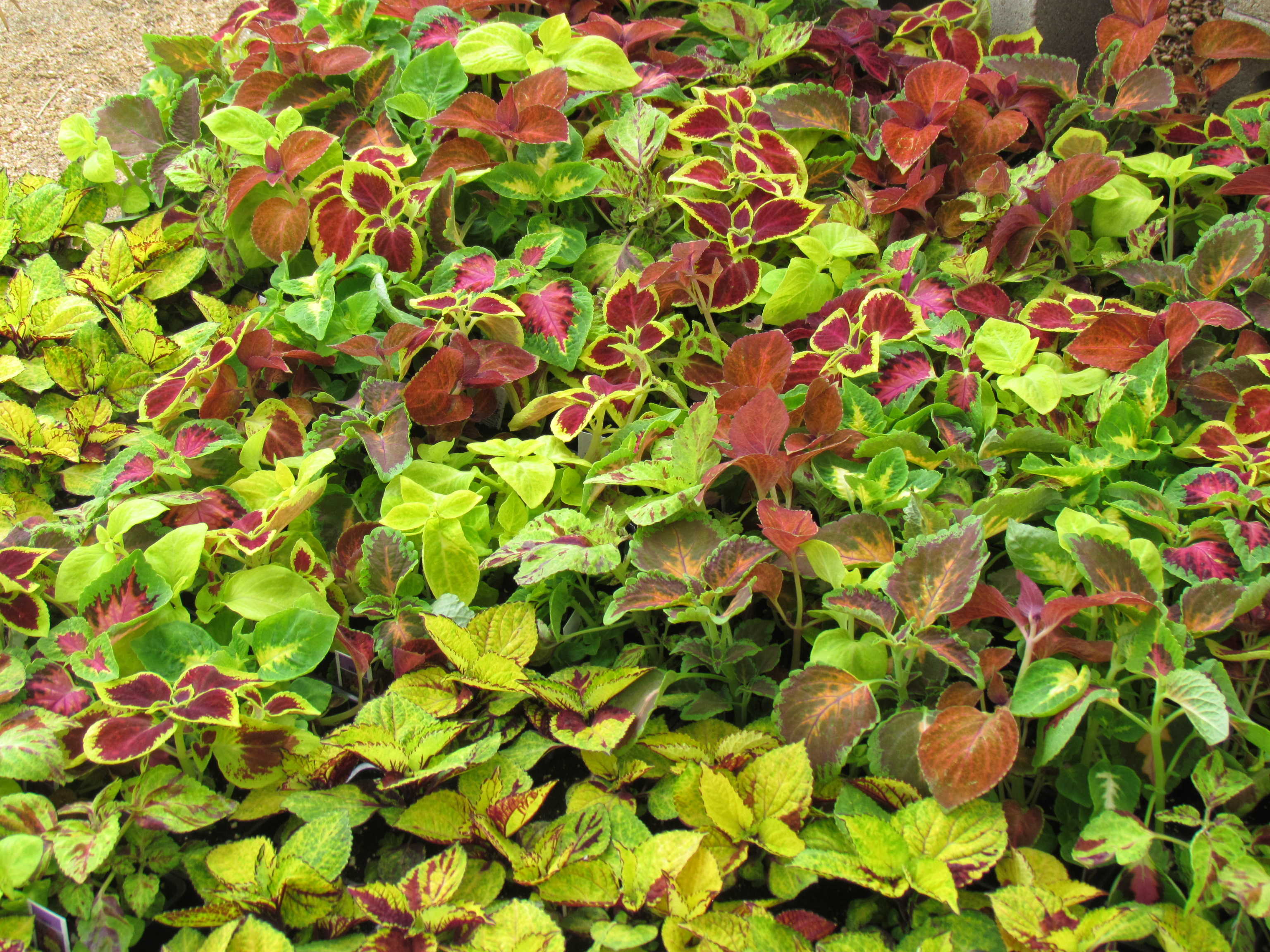 Large variety of ground cover such as this Coleus and more at J&J Nursery, Spring, TX