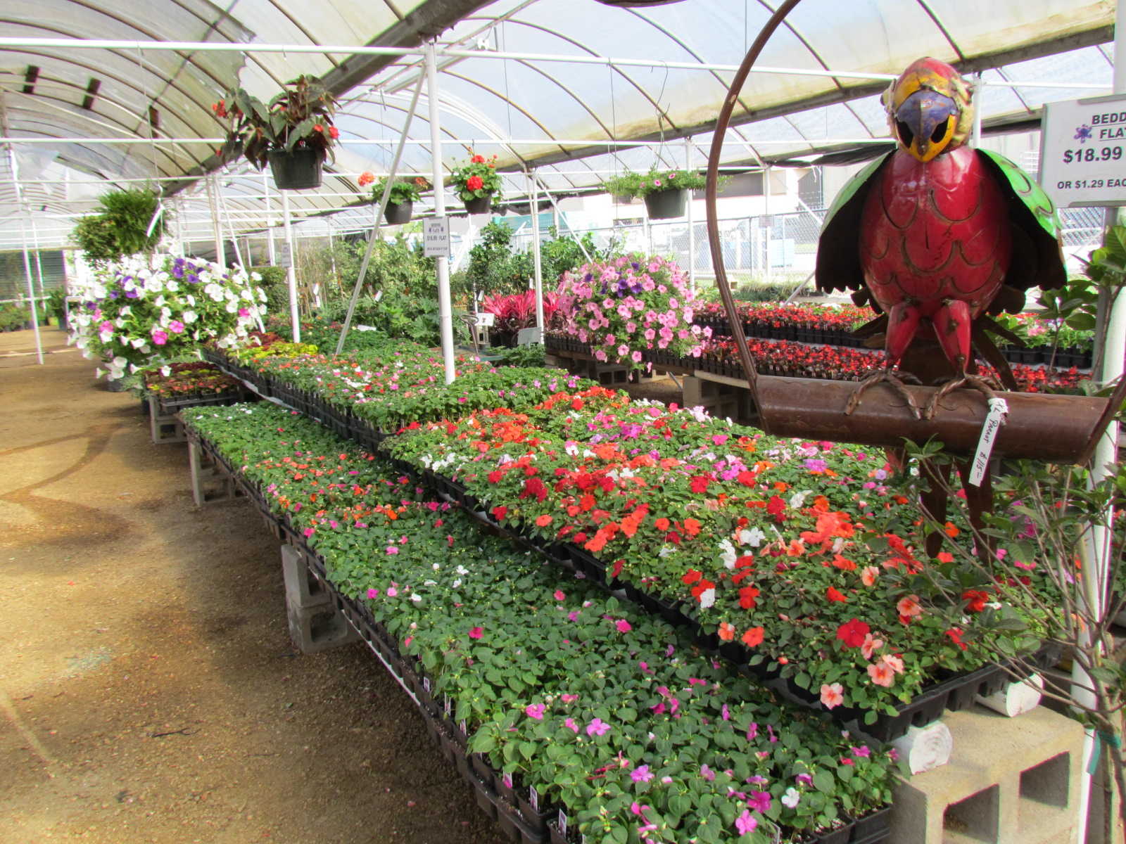 Flats of flowers at J&J Nursery, Spring, TX