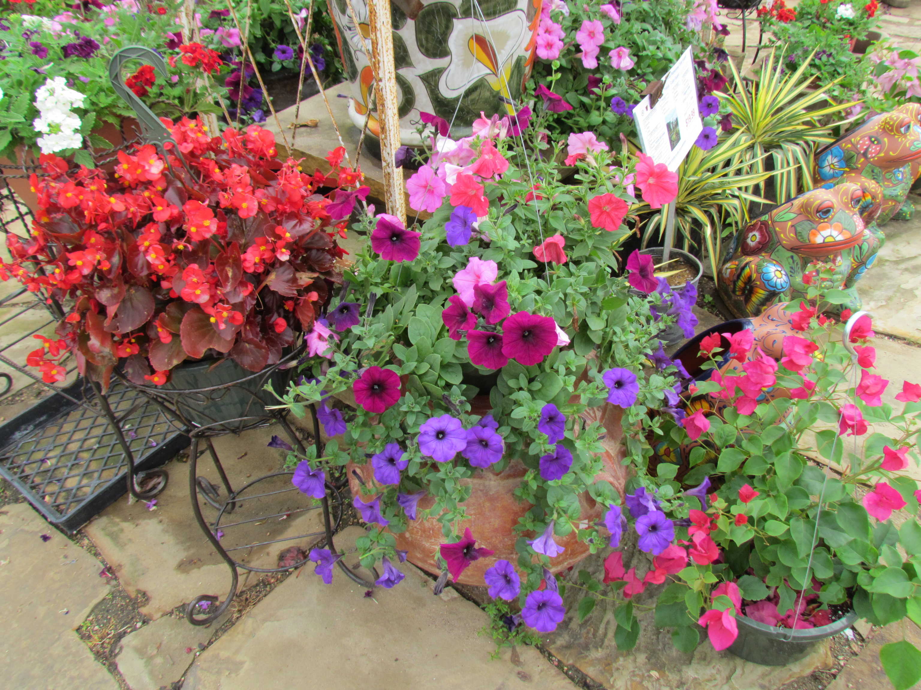 Hanging baskets of begonias, petunias, lantana and more at J&J Nursery, Spring, TX