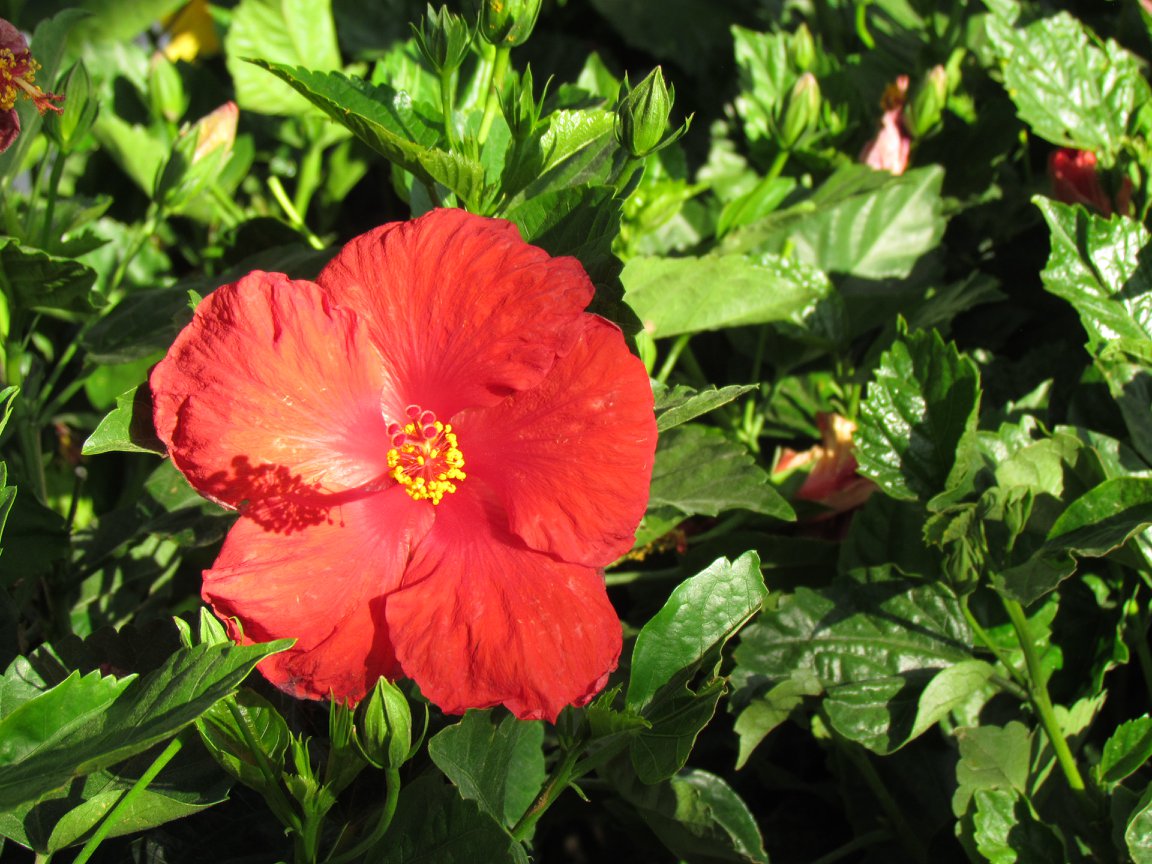 Large variety of hanging baskets, bushes, shrubs, trees, flowers, vines, vegetables and more at J&J Nursery, Spring, TX.