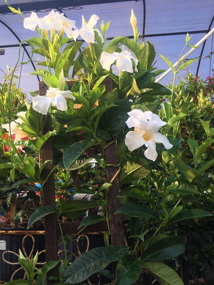 Bougainvillea vining plant and more at J&J Nursery, Spring, TX