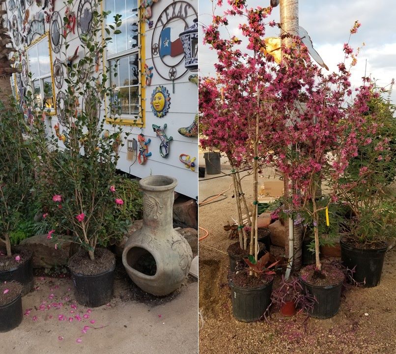 Large selection of vining plants at J&J Nursery, Spring, TX