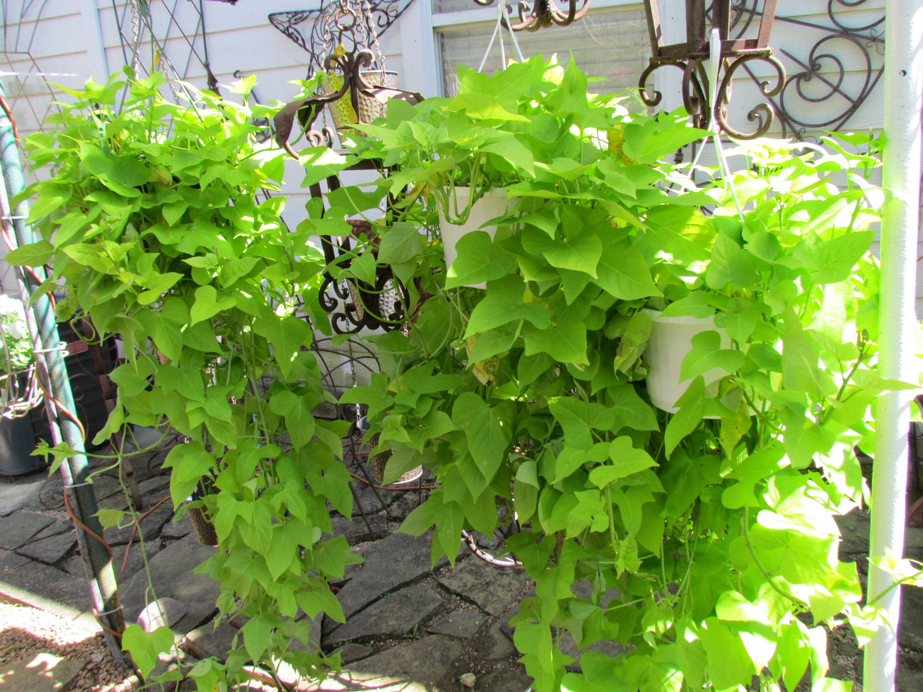 Large selection of vining plants at J&J Nursery, Spring, TX