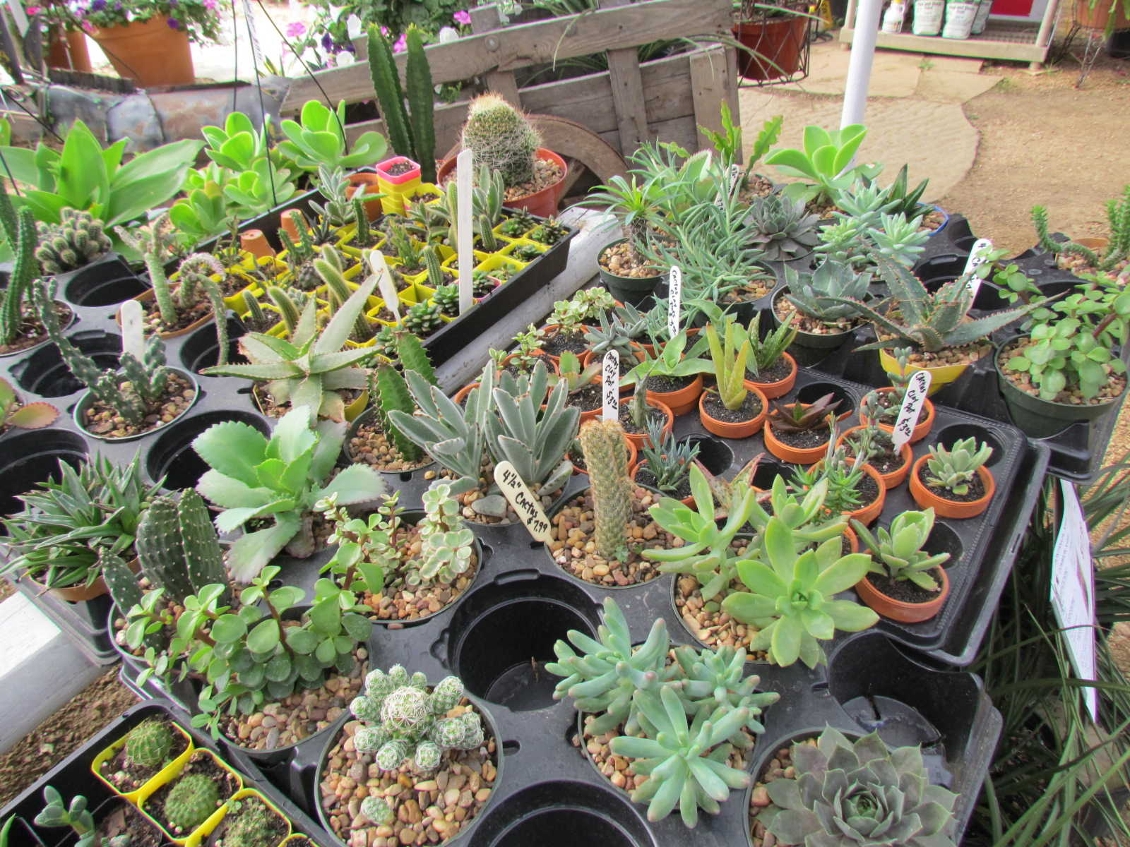 Succulents at J&J Nursery, Spring, TX