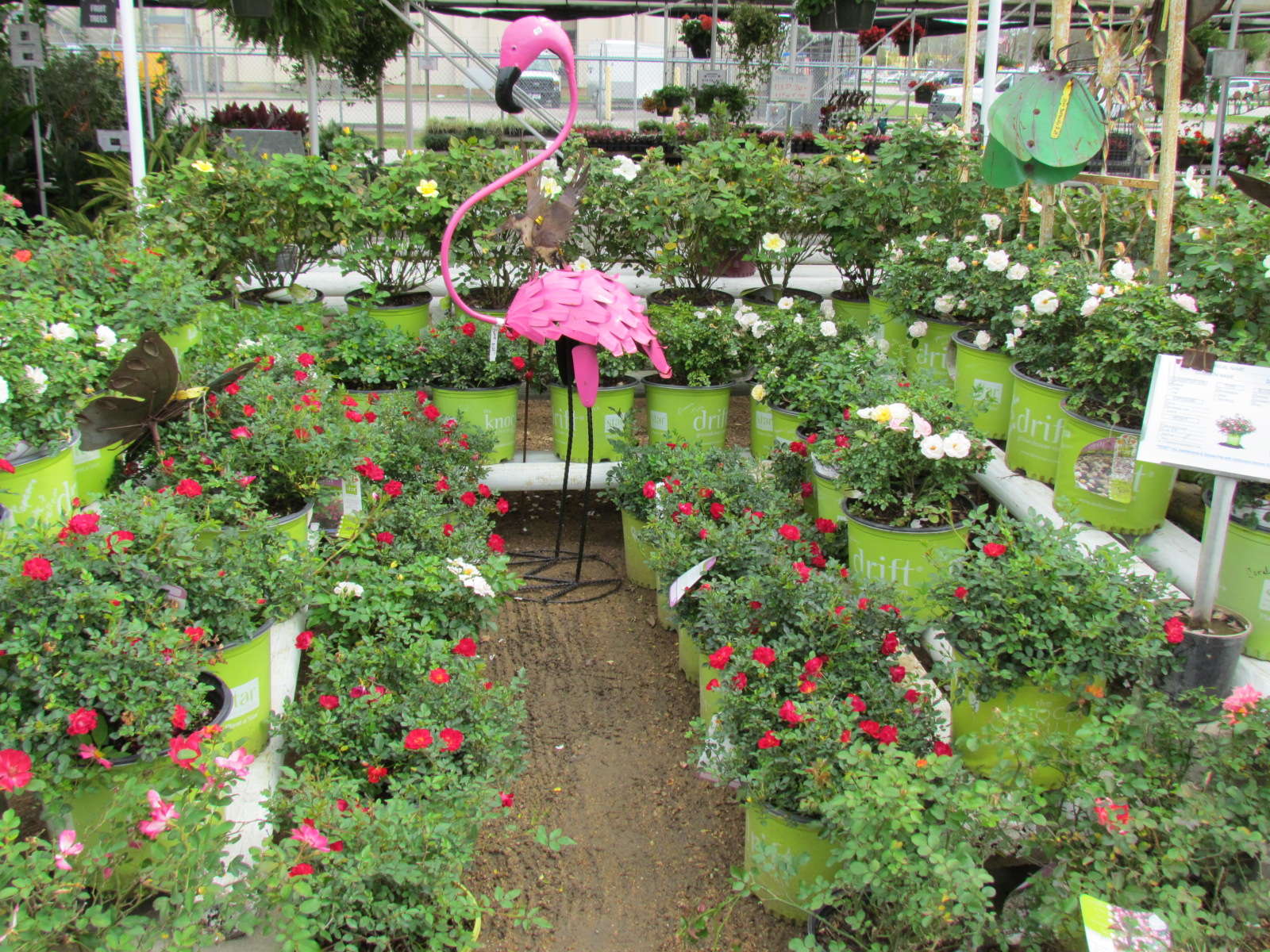 Large variety of shrubs including Encore Azaleas, Boxwoods, Yaupons, Crotons, Drift Roses and more at J&J Nursery, Spring, TX