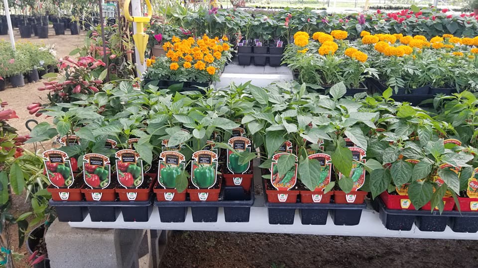 Tomato and Vegetables at J&J Nursery, Spring, TX