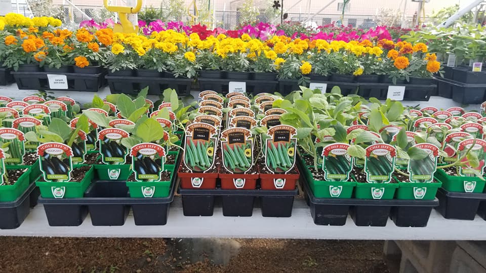 Fantastic selection of vegetables at J&J Nursery, Spring, TX