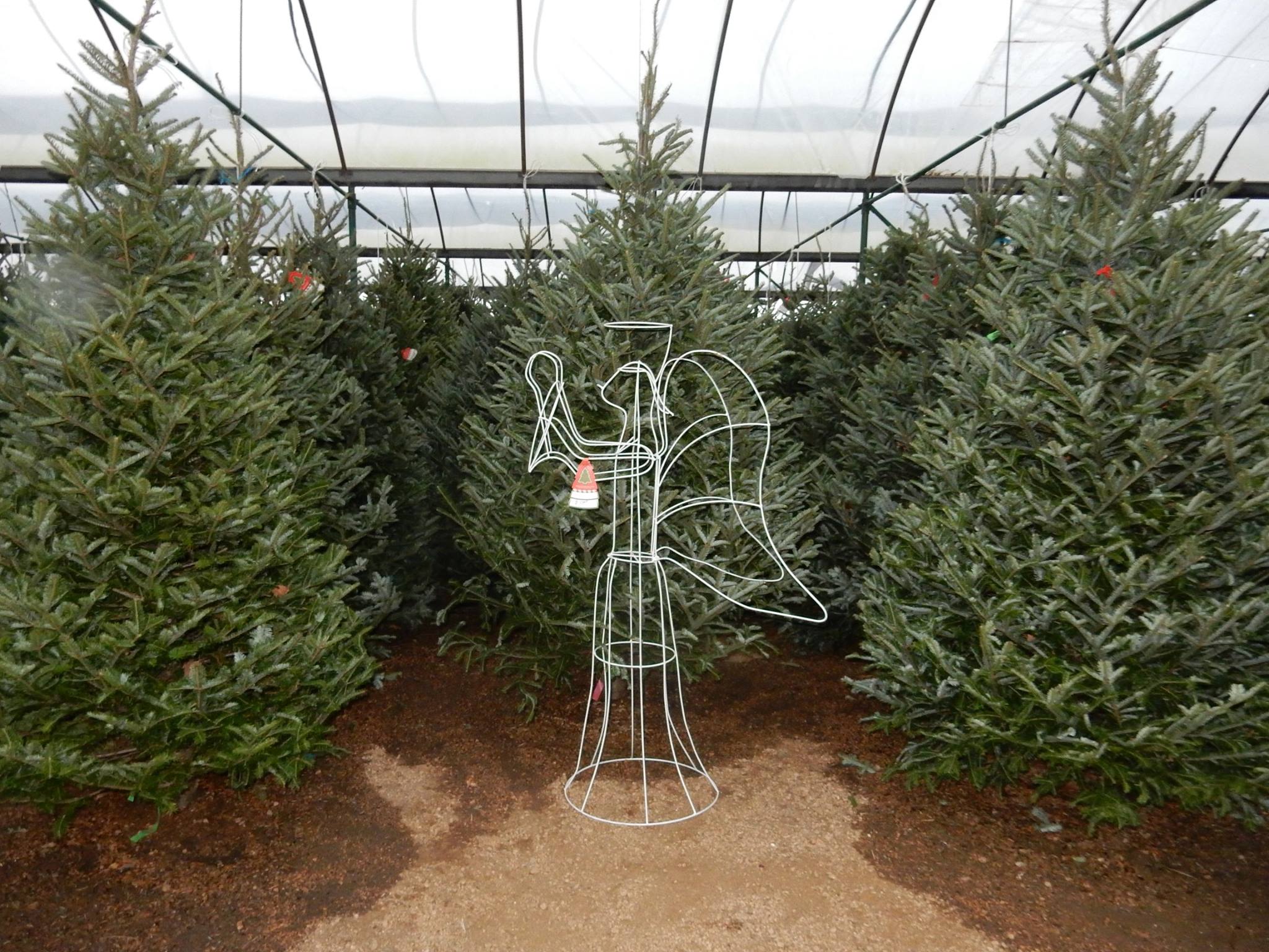 Fraser Fir Christmas Trees at J&J Nursery, Spring, TX