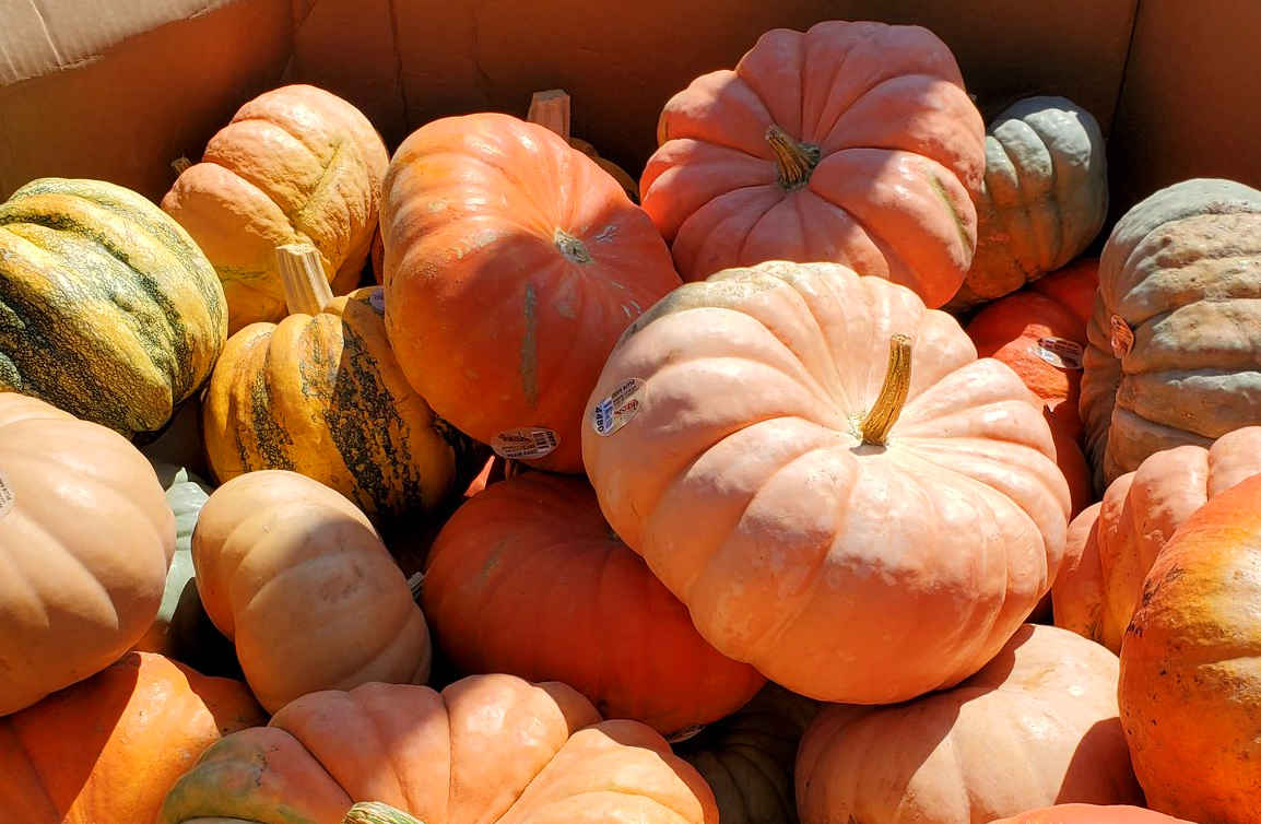 Fairy Tale Pumpkins at J&J Nursery, Spring, TX