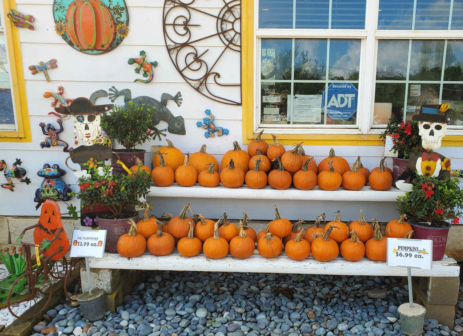 Pumpkins at J&J Nursery, Spring, TX