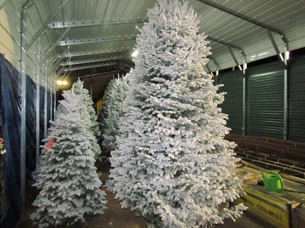 Flocked Christmas Trees at J&J Nursery, Spring, TX