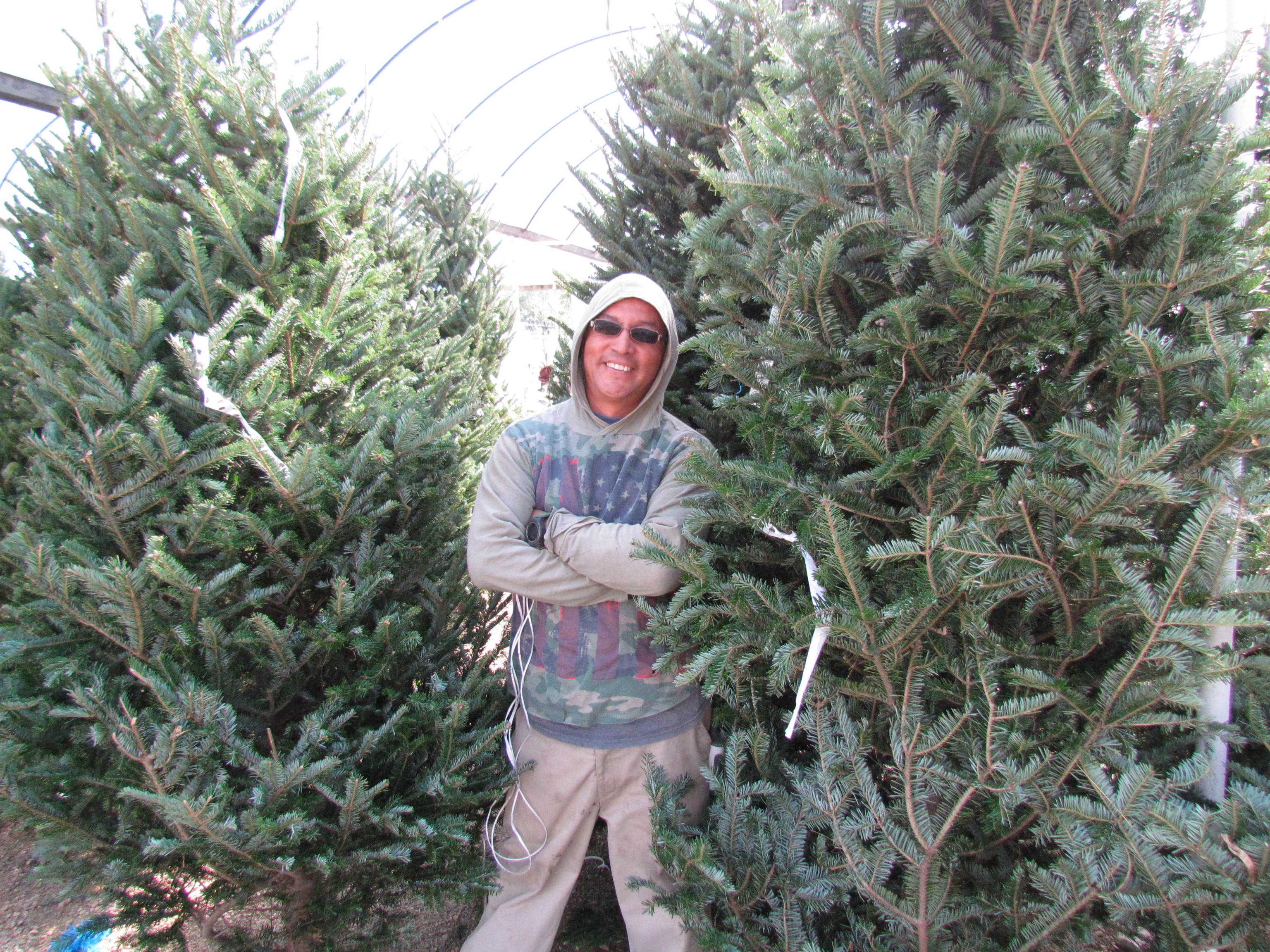 Real Christmas Trees at J&J Nursery, Spring, TX