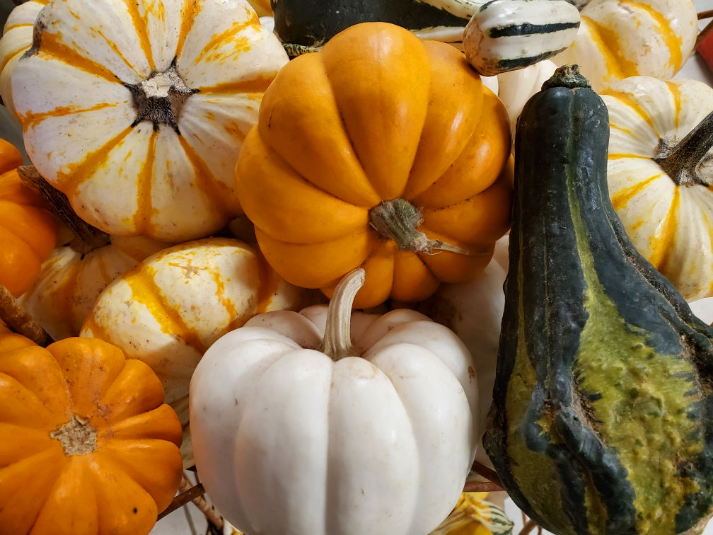 Mini Pumpkins at J&J Nursery, Spring, TX