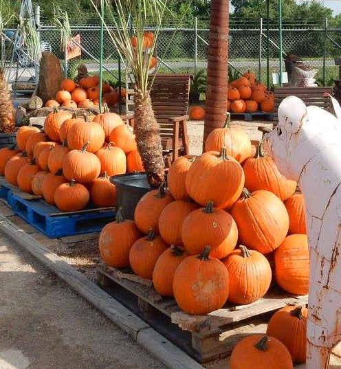 Pumpkins at J&J Nursery, Spring, TX