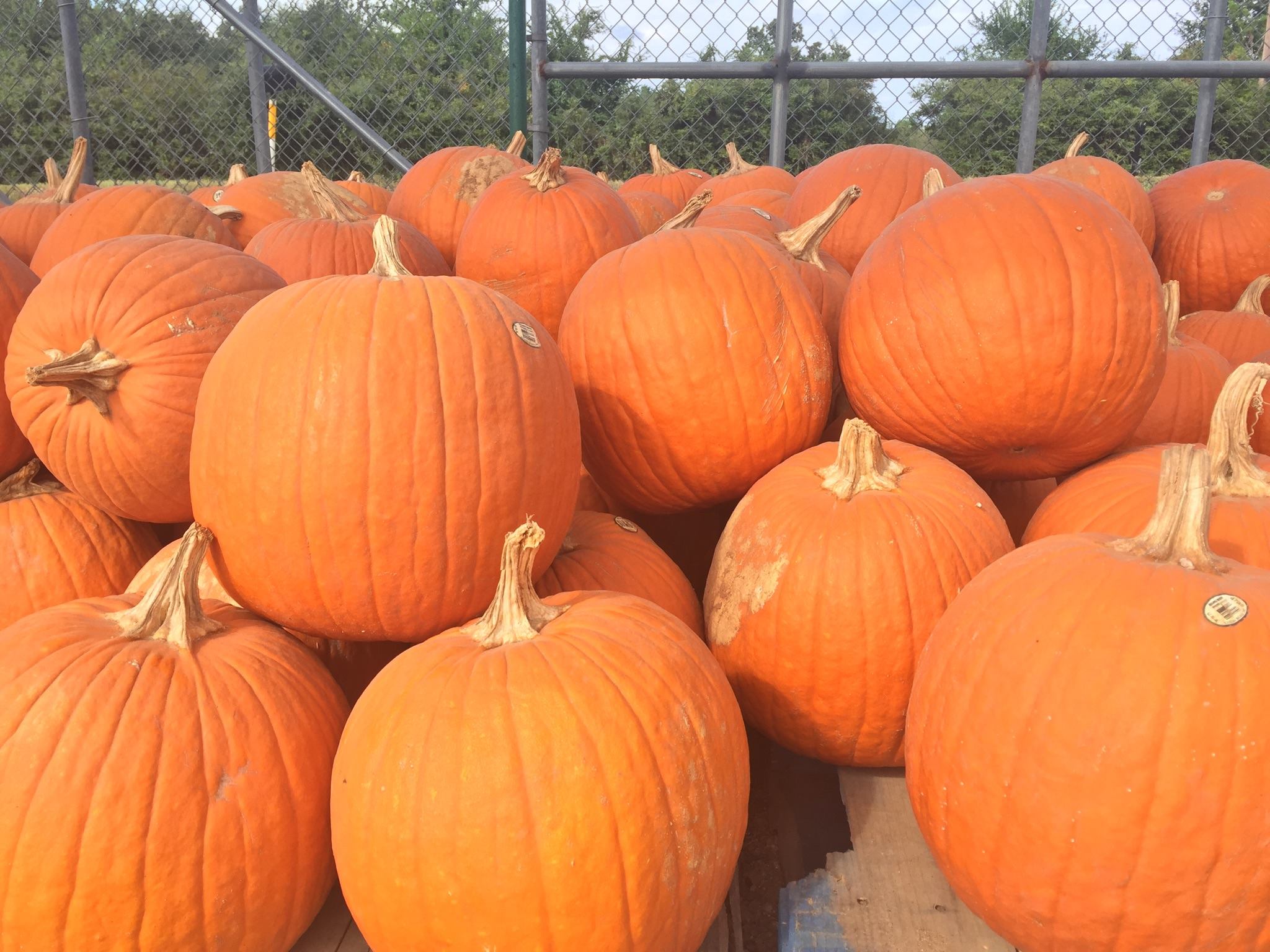 Pumpkins at J&J Nursery, Spring, TX