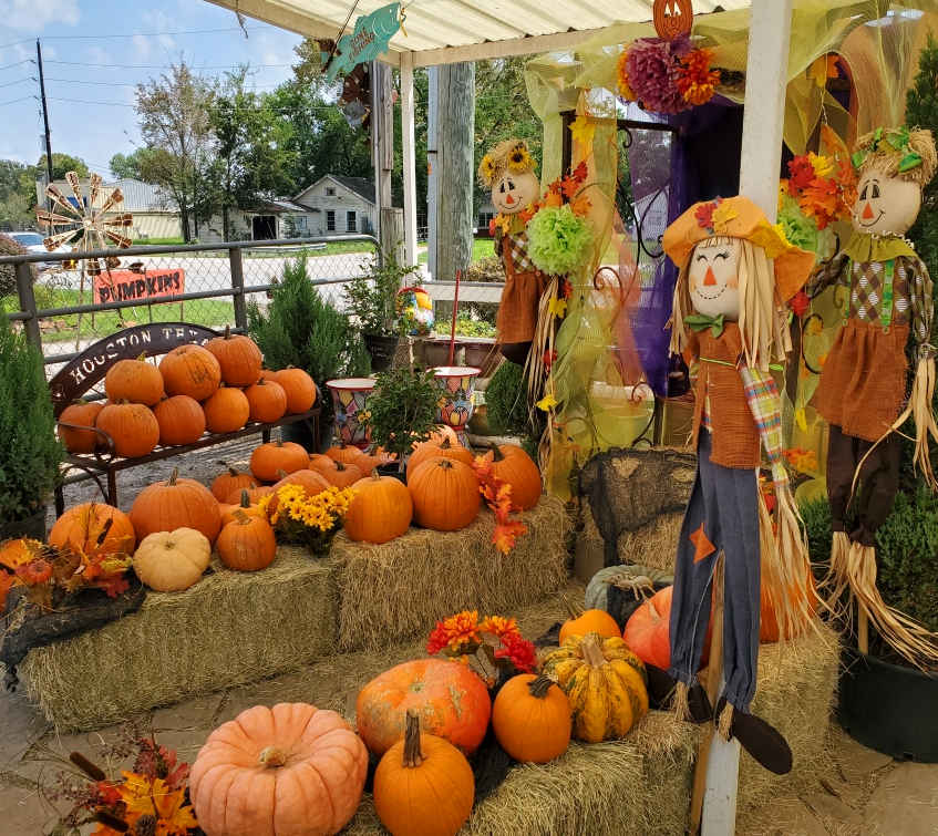 Pumpkins at J&J Nursery, Spring, TX